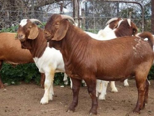 imagen de razas de cabras lecheras | razas de ovejas  con id 29835